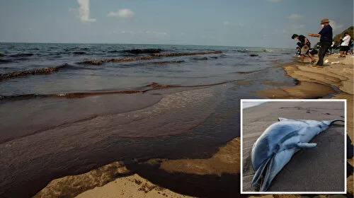 Karadeniz Alarm Veriyor! Petrol Sızıntısı Yunusları Öldürdü!