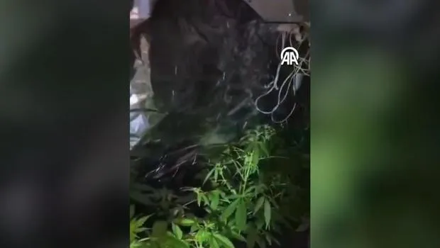 Aydın'da üniversite öğrencisinin uyuşturucu yetiştirmek için uzaktan kumanda ettiği düzenek bulundu