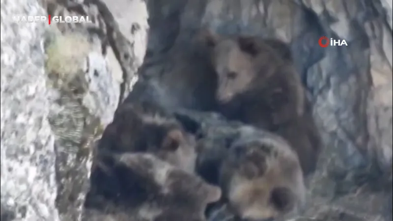 Ayı ailesi kış uykusuna yatmadan bir dakika önce bunu yaptı