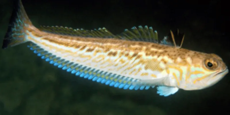 Bu balığa dokunanın kolları çürüyor: Yazın denize girecekleri uyardı