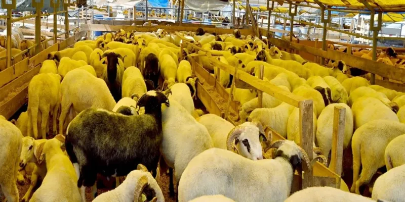 Kurbanlıklar Tükendi Mi? Çobançeşme'de Şok Eden Satış Rakamları!