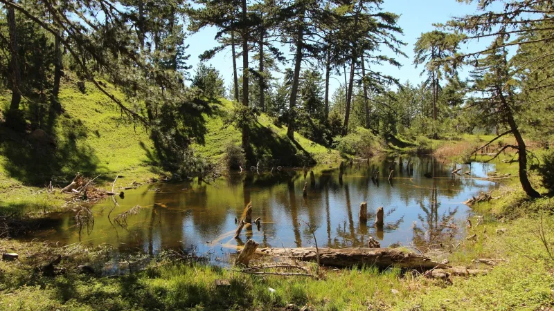 Çam ağaçlarının arasındaki doğal güzellik: Kocagöl