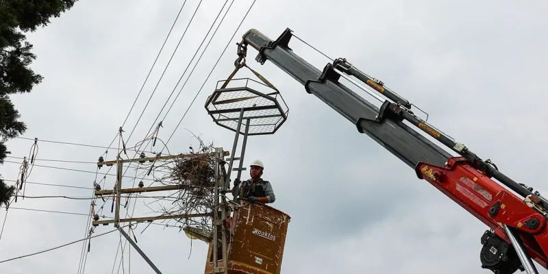 Hem doğa korundu hem enerji kesintisi önlendi: Sinop’ta leylek projesi