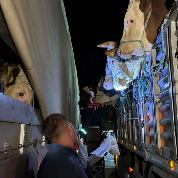 İstanbul'a Kurbanlık Girişleri Başladı! Fiyatlar Uçacak mı?