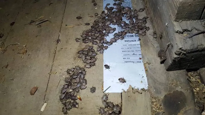 Kokarca istilası Meclis’te: “Samuray arıları” planı çöktü, şimdi sülünler devrede