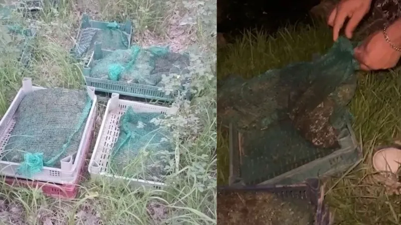 Kurbağa kaçakçıları yakalandı: 133 kilo canlı kurbağa ele geçirildi