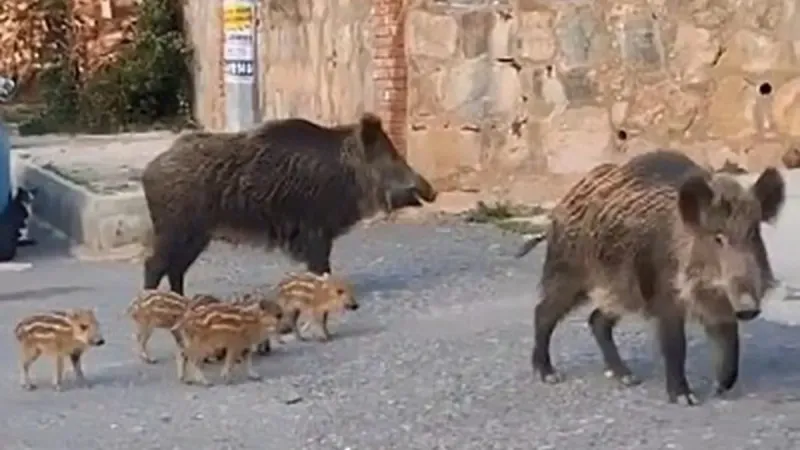 Marmaris'te domuz kabusu! Belediye önlem almadı mezarlık kapılarına yazı asıldı