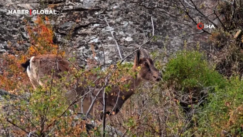 Erzurum'da Şaşkınlık Yaratan Görüntü: Dağ Keçileri Yola İndi!
