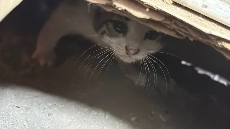 Kedi Yavrusu Prefabrik Ofis Altında! İşte O Anlar