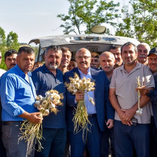 Taşköprü sarımsağı pazara indi
