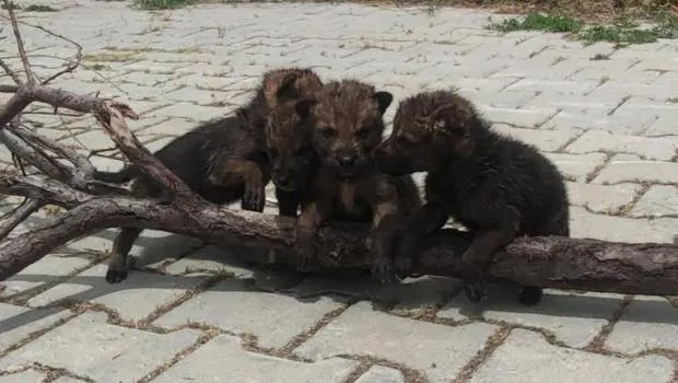 Yaylada Bitkin Bulunan Kurt Yavruları! Tehlike mi Yaklaşıyor?